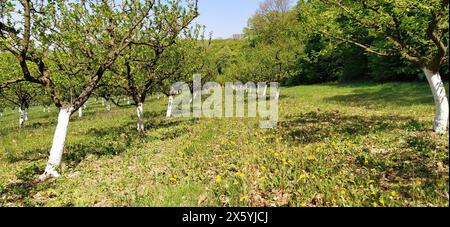 Frutteto di giovani meli, dipinto di bianco, che cresce in fila all'inizio della primavera. Nel canale di fondo con acqua. Banner. Foto Stock