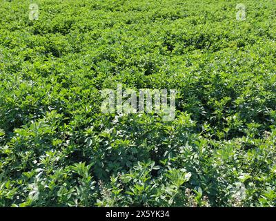 Campo con trifoglio verde. Alimenti per vacche, capre, ovini, suini e conigli domestici. Impianto organizzato di trifoglio per animali da allevamento che donano latte. Fieno futuro Foto Stock