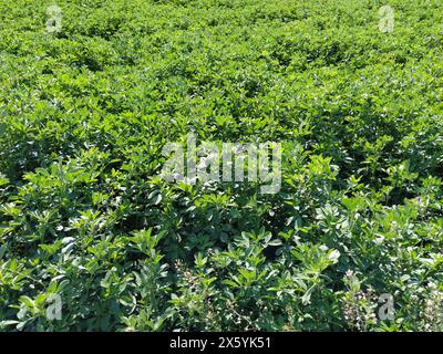 Campo con trifoglio verde. Alimenti per vacche, capre, ovini, suini e conigli domestici. Impianto organizzato di trifoglio per animali da allevamento che donano latte. Fieno futuro Foto Stock