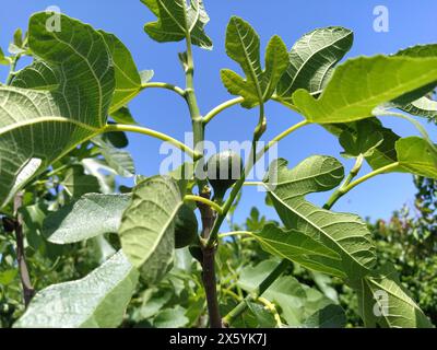 Albero Fig. frutta su un ramo. Maturazione della frutta in climi soleggiati. Piante e cibo tropicali e meridionali. Dieta cibo vegetariano. Fig, o Fig Tree o Commo Foto Stock