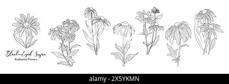 Set di fiori Susan Black eyed line art Vector Illustrazione Vettoriale