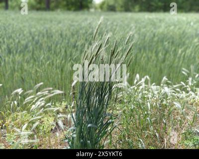 Campo erboso. L'orzo da parete o l'Hordeum murinum crescono come un'erba. Sullo sfondo del frumento agricolo. Foto Stock