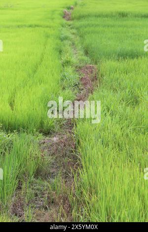 Natura paesaggistica del campo di riso su risaia color verde vegetazione lussureggiante è un'agricoltura in Thailandia Foto Stock