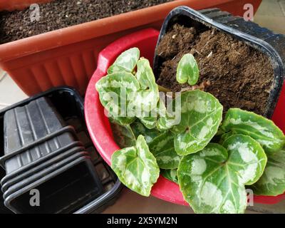 Trapianto di ciclamene a casa. Le mani femminili lavorano con terreno, attrezzi e vasi di fiori. Lavori primaverili sul balcone o sulla terrazza. Floricoltura domestica e coltivazioni professionali Foto Stock