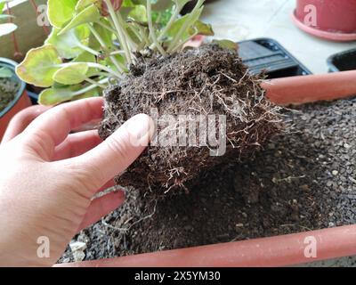 Trapianto di ciclamene a casa. Le mani femminili lavorano con terreno, attrezzi e vasi di fiori. Lavori primaverili sul balcone o sulla terrazza. Floricoltura domestica e coltivazioni professionali Foto Stock