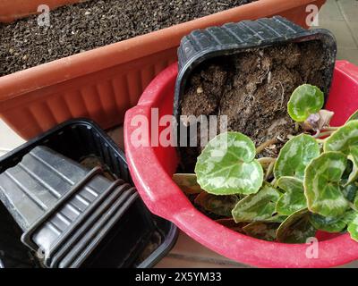 Trapianto di ciclamene a casa. Le mani femminili lavorano con terreno, attrezzi e vasi di fiori. Lavori primaverili sul balcone o sulla terrazza. Floricoltura domestica e coltivazioni professionali Foto Stock