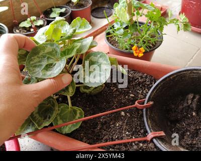 Trapianto di ciclamene a casa. Le mani femminili lavorano con terreno, attrezzi e vasi di fiori. Lavori primaverili sul balcone o sulla terrazza. Floricoltura domestica e coltivazioni professionali Foto Stock