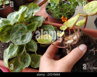Trapianto di ciclamene a casa. Le mani femminili lavorano con terreno, attrezzi e vasi di fiori. Lavori primaverili sul balcone o sulla terrazza. Floricoltura domestica e coltivazioni professionali Foto Stock