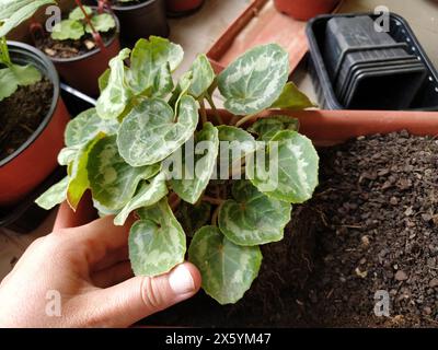 Trapianto di ciclamene a casa. Le mani femminili lavorano con terreno, attrezzi e vasi di fiori. Lavori primaverili sul balcone o sulla terrazza. Floricoltura domestica e coltivazioni professionali Foto Stock