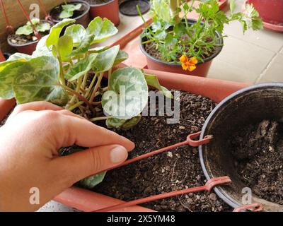 Trapianto di ciclamene a casa. Le mani femminili lavorano con terreno, attrezzi e vasi di fiori. Lavori primaverili sul balcone o sulla terrazza. Floricoltura domestica e coltivazioni professionali Foto Stock
