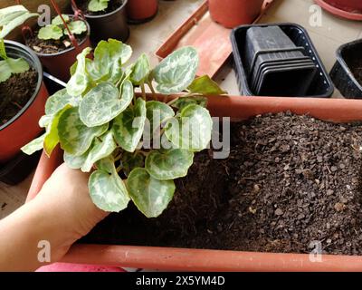 Trapianto di ciclamene a casa. Le mani femminili lavorano con terreno, attrezzi e vasi di fiori. Lavori primaverili sul balcone o sulla terrazza. Floricoltura domestica e coltivazioni professionali Foto Stock