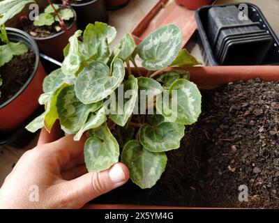 Trapianto di ciclamene a casa. Le mani femminili lavorano con terreno, attrezzi e vasi di fiori. Lavori primaverili sul balcone o sulla terrazza. Floricoltura domestica e coltivazioni professionali Foto Stock