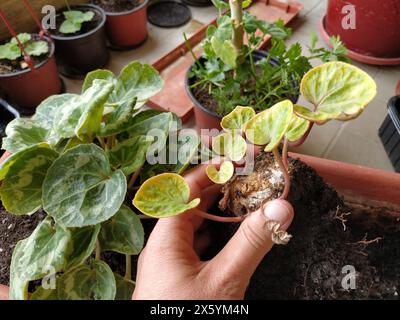 Trapianto di ciclamene a casa. Le mani femminili lavorano con terreno, attrezzi e vasi di fiori. Lavori primaverili sul balcone o sulla terrazza. Floricoltura domestica e coltivazioni professionali Foto Stock