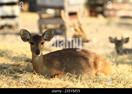 Il cervo sika (Cervus Nippon), noto anche come cervo maculato settentrionale o cervo giapponese Foto Stock