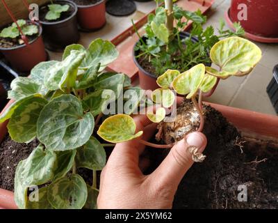 Trapianto di ciclamene a casa. Le mani femminili lavorano con terreno, attrezzi e vasi di fiori. Lavori primaverili sul balcone o sulla terrazza. Floricoltura domestica e coltivazioni professionali Foto Stock