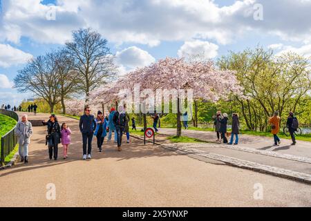 COPENAGHEN, DANIMARCA - 14 APRILE 2024: Splendidi alberi di ciliegio in fiore nel parco Langelinie vicino alla chiesa di Sant'Alban e Kastellet a Copenaghen, Danimarca Foto Stock