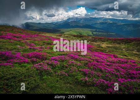 Maestoso scenario naturale estivo, fiorenti campi rosa di rododendri sulle pendici durante la giornata di pioggia nelle montagne di Leaota, Carpazi, Transilvania, Foto Stock