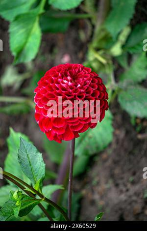 Fiore di dahlia rosso brillante in un letto di fiori nel giardino. Foto Stock