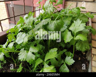 Prezzemolo, o prezzemolo da giardino Petroselinum crispum è una specie di pianta in fiore della famiglia delle Apiaceae. Un giovane tiro di prezzemolo verde fresco o sedano, Foto Stock