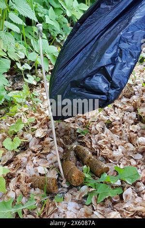 Um den Hundekot aufzusammeln, steckt man die hand in die Plastiktüte und nutzt sie als Handschuh. Sobald man den Hundekot mit der Hand in der Tüte umschlossen haben, stülpt man die Plastiktüte um, damit der Kot in der Tüte ist. In der nächsten Müllton oder zu Hause im Restmüll entsorgt man die Tüte dann. Symbolfoto, Themenfoto Springe, 11.05.2024 *** per raccogliere gli escrementi per cani, mettere la mano nella busta di plastica e usarla come guanto dopo aver racchiuso con la mano l'escremento per cani nella borsa, ruotate il sacchetto di plastica verso l'esterno in modo che l'escremento sia contenuto nel sacchetto e smaltilo nel sacchetto stesso Foto Stock