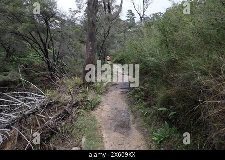 Darwins cammina accanto al Jamison Creek a Wentworth Falls nelle Blue Mountains dopo un periodo di pioggia in autunno. Foto Stock