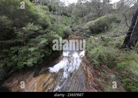 Darwins cammina accanto al Jamison Creek a Wentworth Falls nelle Blue Mountains dopo un periodo di pioggia in autunno. Foto Stock