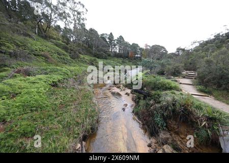 Darwins cammina accanto al Jamison Creek a Wentworth Falls nelle Blue Mountains dopo un periodo di pioggia in autunno. Foto Stock