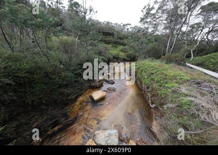 Darwins cammina accanto al Jamison Creek a Wentworth Falls nelle Blue Mountains dopo un periodo di pioggia in autunno. Foto Stock