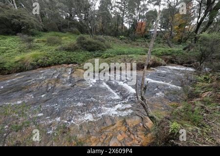 Darwins cammina accanto al Jamison Creek a Wentworth Falls nelle Blue Mountains dopo un periodo di pioggia in autunno. Foto Stock