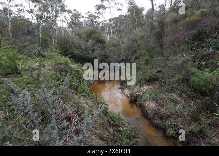 Darwins cammina accanto al Jamison Creek a Wentworth Falls nelle Blue Mountains dopo un periodo di pioggia in autunno. Foto Stock