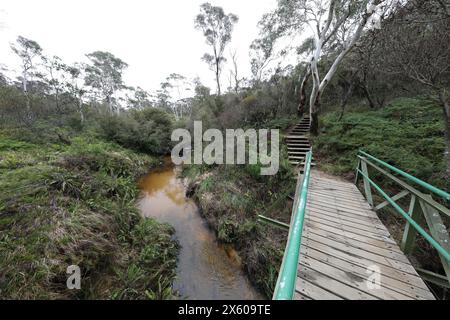 Darwins cammina accanto al Jamison Creek a Wentworth Falls nelle Blue Mountains dopo un periodo di pioggia in autunno. Foto Stock