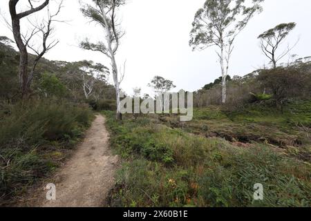 Darwins cammina accanto al Jamison Creek a Wentworth Falls nelle Blue Mountains dopo un periodo di pioggia in autunno. Foto Stock