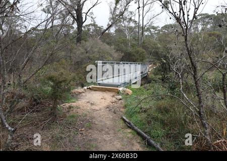 Darwins cammina accanto al Jamison Creek a Wentworth Falls nelle Blue Mountains dopo un periodo di pioggia in autunno. Foto Stock