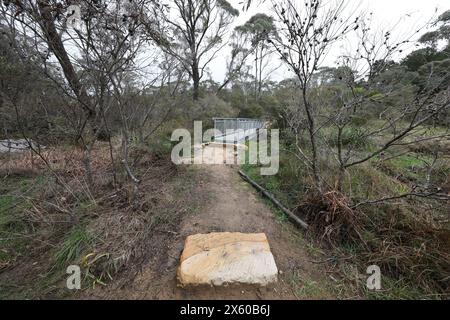 Darwins cammina accanto al Jamison Creek a Wentworth Falls nelle Blue Mountains dopo un periodo di pioggia in autunno. Foto Stock