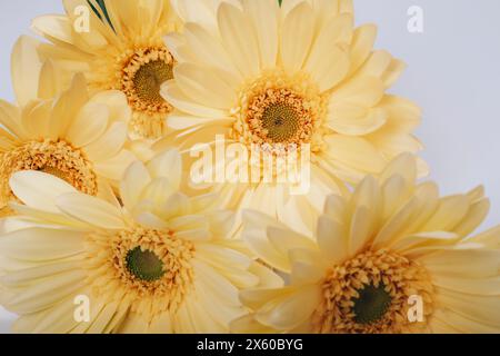 Fiori gialli di gerbera su sfondo bianco, primo piano. Sfondo floreale naturale. Foto Stock