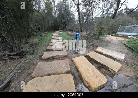 Darwins cammina accanto al Jamison Creek a Wentworth Falls nelle Blue Mountains dopo un periodo di pioggia in autunno. Foto Stock