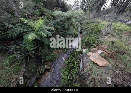 Inizio della Darwins Walk (parte della Grand Cliff Top Walk) a Wilson Park, Wentworth Falls, Blue Mountains, NSW, Australia Foto Stock