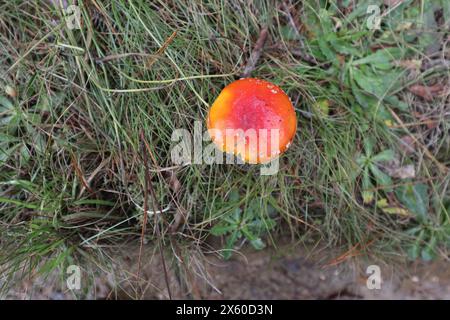 Inizio della Darwins Walk (parte della Grand Cliff Top Walk) a Wilson Park, Wentworth Falls, Blue Mountains, NSW, Australia Foto Stock