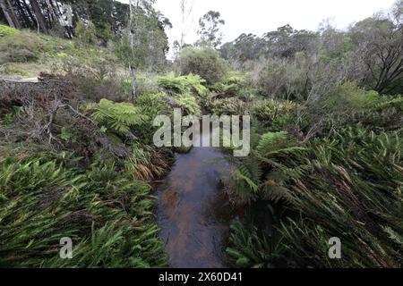 Inizio della Darwins Walk (parte della Grand Cliff Top Walk) a Wilson Park, Wentworth Falls, Blue Mountains, NSW, Australia Foto Stock