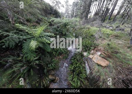 Inizio della Darwins Walk (parte della Grand Cliff Top Walk) a Wilson Park, Wentworth Falls, Blue Mountains, NSW, Australia Foto Stock