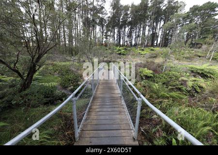 Inizio della Darwins Walk (parte della Grand Cliff Top Walk) a Wilson Park, Wentworth Falls, Blue Mountains, NSW, Australia Foto Stock