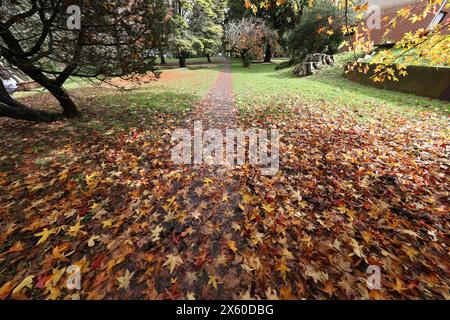 Darwins Walk (parte della Grand Cliff Top Walk) nel Wilson Park, Wentworth Falls, Blue Mountains, NSW, Australia Foto Stock