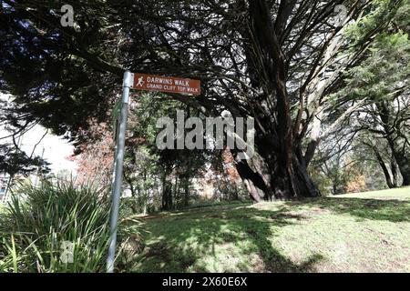 Inizio della Darwins Walk (parte della Grand Cliff Top Walk) a Wilson Park, Wentworth Falls, Blue Mountains, NSW, Australia Foto Stock