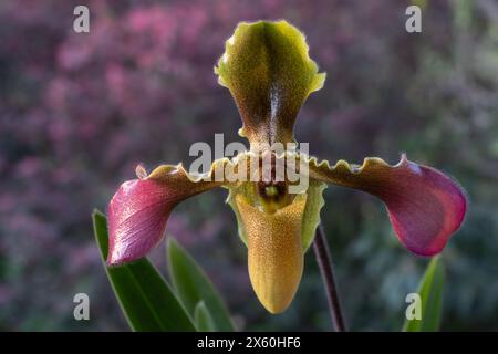 Vista ravvicinata del fiore della signora pantofola specie di orchidee paphiopedilum hirsutissimum var. esquirolei isolato all'aperto su sfondo naturale colorato Foto Stock