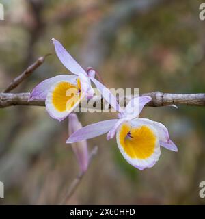 Vista ravvicinata dei fiori viola rosa giallo e bianco delle specie di orchidee tropicali cristalline dendrobium all'aperto su sfondo naturale Foto Stock