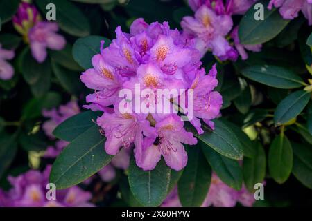 Ein Rhododendron in voller Blüte in einem garten a Köln. Die Rhododendren sind eine Pflanzengattung innerhalb der Familie der Heidekrautgewächse Ericaceae . Rhododendron *** Un rododendro in piena fioritura in un giardino di Colonia i Rhododendron sono un genere di piante della famiglia heather Ericaceae Rhododendron Foto Stock