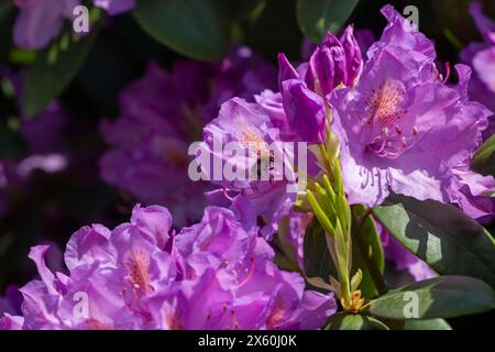 Ein Rhododendron in voller Blüte in einem garten a Köln. Die Rhododendren sind eine Pflanzengattung innerhalb der Familie der Heidekrautgewächse Ericaceae . Rhododendron *** Un rododendro in piena fioritura in un giardino di Colonia i Rhododendron sono un genere di piante della famiglia heather Ericaceae Rhododendron Foto Stock