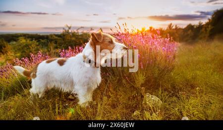 Striscione di un cane sano felice nel campo di erbe di fiori di lavanda. Cucciolo che cammina in estate. Foto Stock