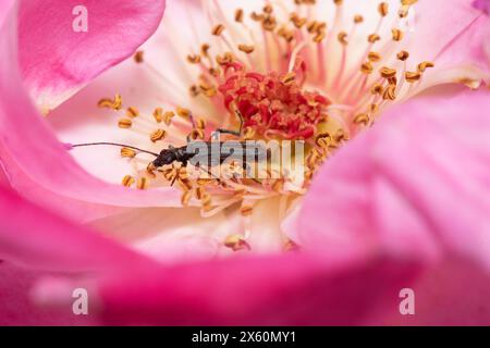 Foto macro di un piccolo insetto all'interno di una rosa rosa. Foto Stock