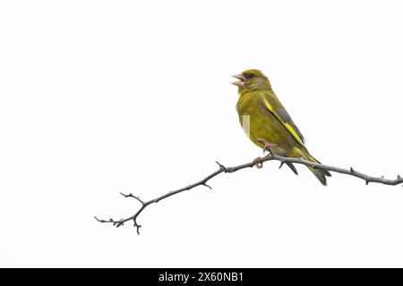 Greenfinch (Carduelis chloris) canta Norfolk maggio 2024 Foto Stock